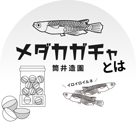 メダカガチャとは